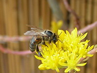 Abeille butinant (ph. Mrugala F., Lyon)(2)